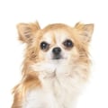 Are Essential Oils Safe for Dogs? A Comprehensive Guide