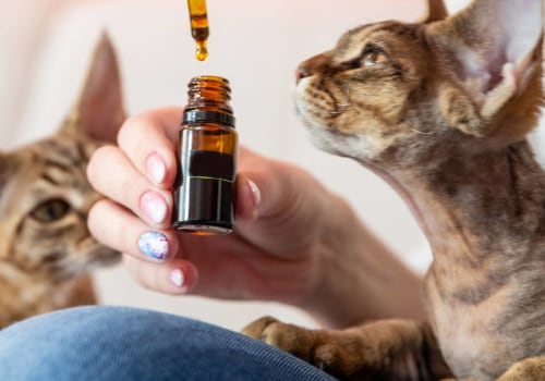 Are Essential Oils Safe for Cats? A Comprehensive Guide
